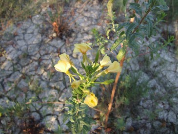 Vegetazione glareicola